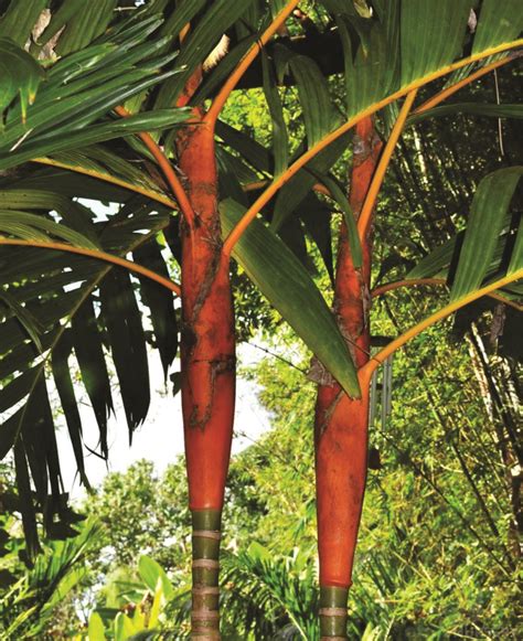 palms crown|crownshaft palm.